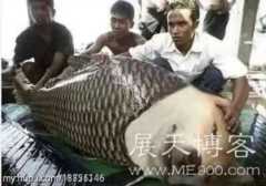 网上挣大钱的方法有什么？