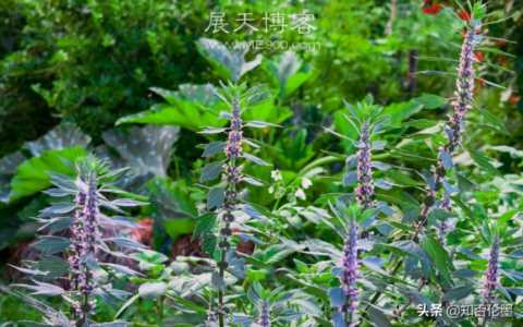 农村种什么最赚钱？这四个品种“钱”景好，投入小，值得参考
