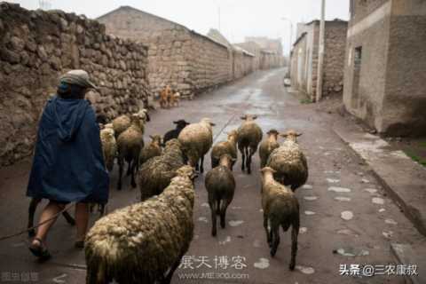 在农村养殖什么牲畜最有前景？最容易发家致富？一起来看