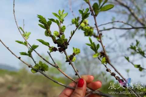 玩了几年的蚂蚁森林，这些树的"特技"你都不知道？