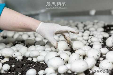 2022年返乡创业，干哪行“投资小，回报大”？这几个项目值得参考