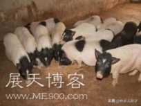 农村养殖：别养鸡鸭了，三个快速养殖项目都是暴利，你也行
