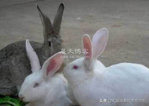 养兔子赚钱吗？养兔子的成本有多高，利润有多高？