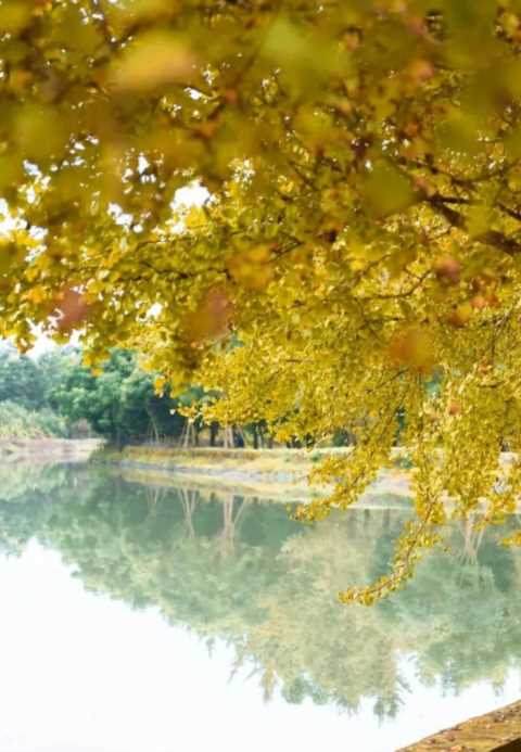 成都1天打来回！推荐7个观赏银杏好去处，登山赏秋都安逸