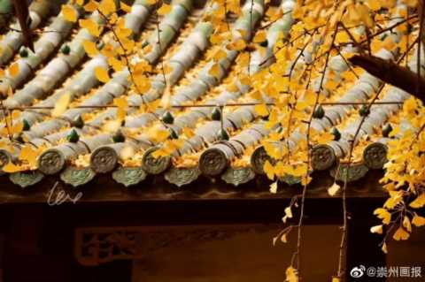 成都1天打来回！推荐7个观赏银杏好去处，登山赏秋都安逸