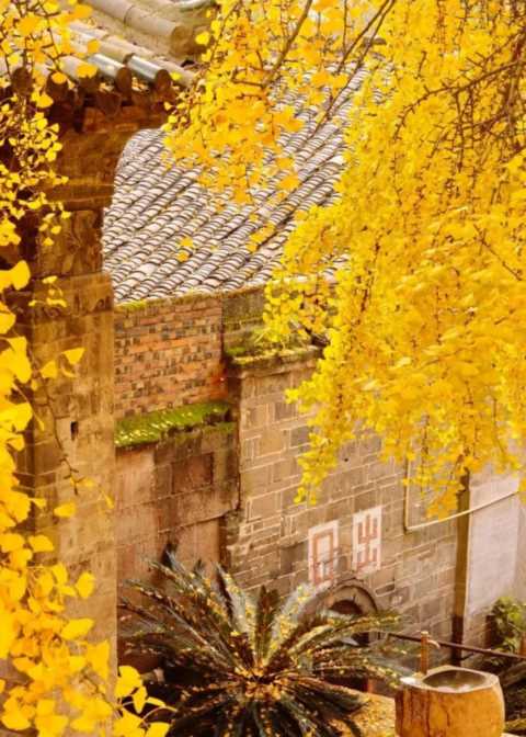 成都1天打来回！推荐7个观赏银杏好去处，登山赏秋都安逸