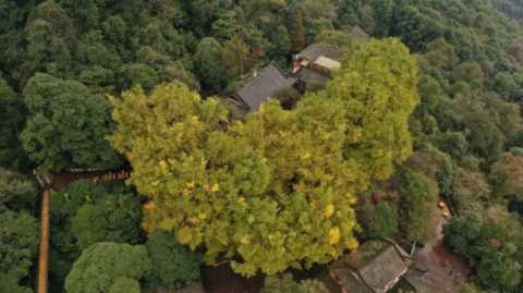 成都1天打来回！推荐7个观赏银杏好去处，登山赏秋都安逸