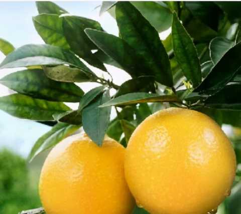 “罪人”褚时健，是如何从低谷走向巅峰，被众人捧为榜样的？