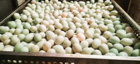 苏州大禹网络科技(苏州大禹网络科技有限公司)插图7 国内头部机构苏州大禹网络科技有限公司领导赴博兴考察产品供应链