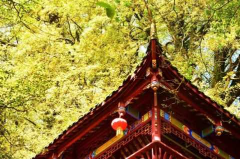 成都1天打来回！推荐7个观赏银杏好去处，登山赏秋都安逸