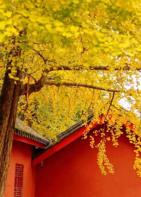 成都1天打来回！推荐7个观赏银杏好去处，登山赏秋都安逸