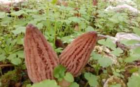 农业致富好项目（农村创业种植项目大全）