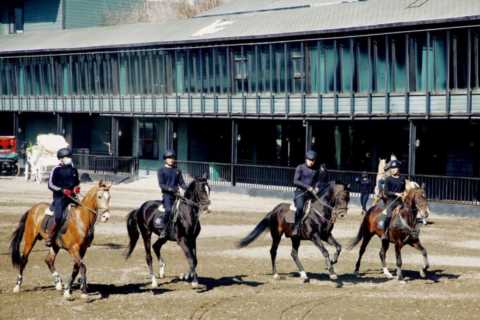 全世界最贵的马，一匹价值一套别墅，全球只有大约1250只