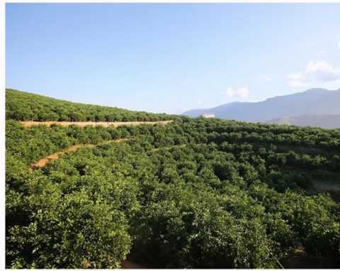 “罪人”褚时健，是如何从低谷走向巅峰，被众人捧为榜样的？