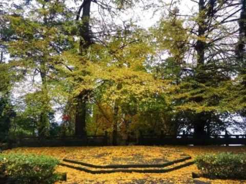 成都1天打来回！推荐7个观赏银杏好去处，登山赏秋都安逸