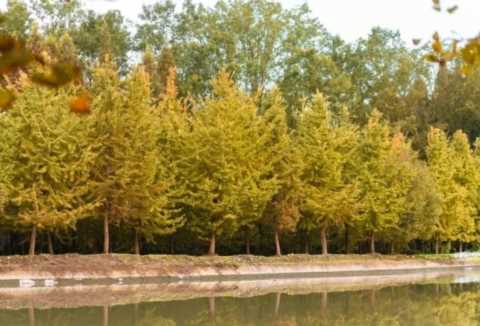 成都1天打来回！推荐7个观赏银杏好去处，登山赏秋都安逸