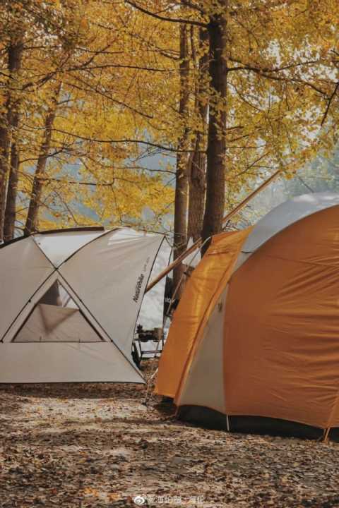 成都1天打来回！推荐7个观赏银杏好去处，登山赏秋都安逸