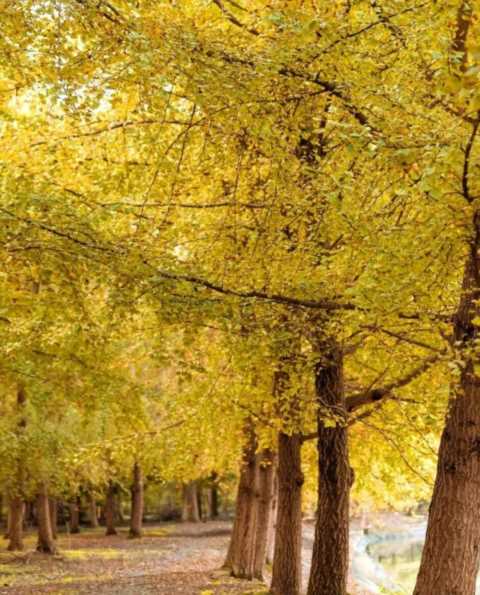 成都1天打来回！推荐7个观赏银杏好去处，登山赏秋都安逸