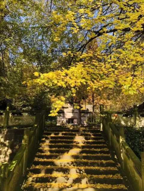 成都1天打来回！推荐7个观赏银杏好去处，登山赏秋都安逸