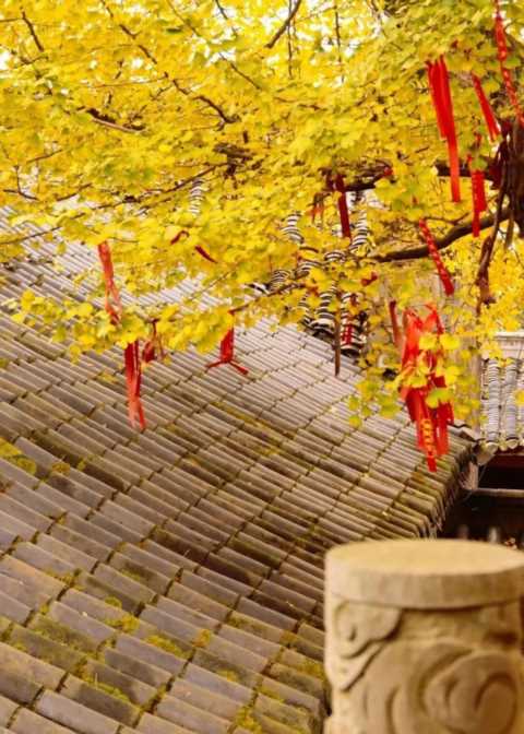 成都1天打来回！推荐7个观赏银杏好去处，登山赏秋都安逸