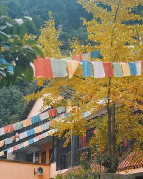 成都1天打来回！推荐7个观赏银杏好去处，登山赏秋都安逸