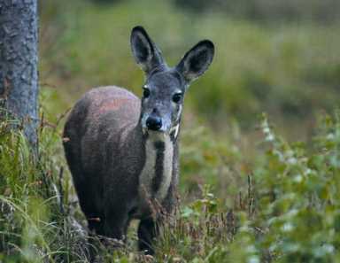 鸟的种类（墨西哥鸟的种类）