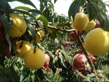 100种水果名字(100种水果名字和图片)