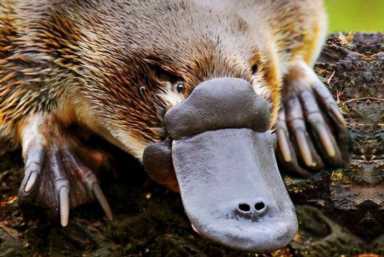 鸟的种类（墨西哥鸟的种类）