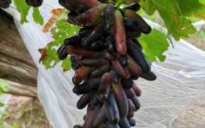 100种水果名字(100种水果名字和图片)