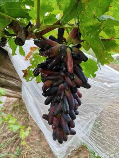 100种水果名字(100种水果名字和图片)