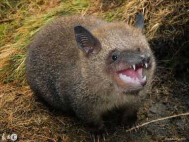 进化世界袋熊(进化世界袋熊怎么合成)插图1 进化世界袋熊(进化世界袋熊怎么合成)