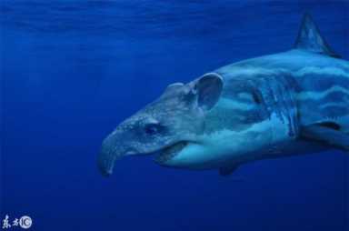 进化世界袋熊(进化世界袋熊怎么合成)插图15 进化世界袋熊(进化世界袋熊怎么合成)