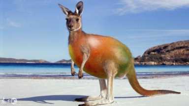 进化世界袋熊(进化世界袋熊怎么合成)插图17 进化世界袋熊(进化世界袋熊怎么合成)