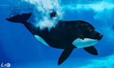 进化世界袋熊(进化世界袋熊怎么合成)插图19 进化世界袋熊(进化世界袋熊怎么合成)