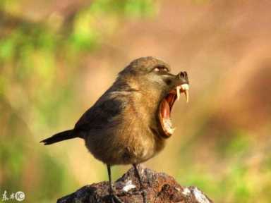 进化世界袋熊(进化世界袋熊怎么合成)插图11 进化世界袋熊(进化世界袋熊怎么合成)