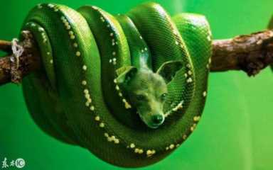 进化世界袋熊(进化世界袋熊怎么合成)插图9 进化世界袋熊(进化世界袋熊怎么合成)