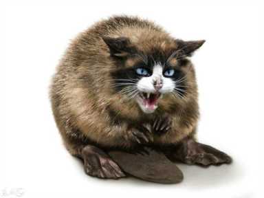 进化世界袋熊(进化世界袋熊怎么合成)插图25 进化世界袋熊(进化世界袋熊怎么合成)