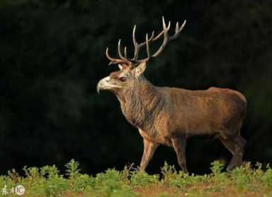 进化世界袋熊(进化世界袋熊怎么合成)插图5 进化世界袋熊(进化世界袋熊怎么合成)