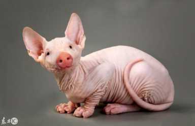 进化世界袋熊(进化世界袋熊怎么合成)插图7 进化世界袋熊(进化世界袋熊怎么合成)