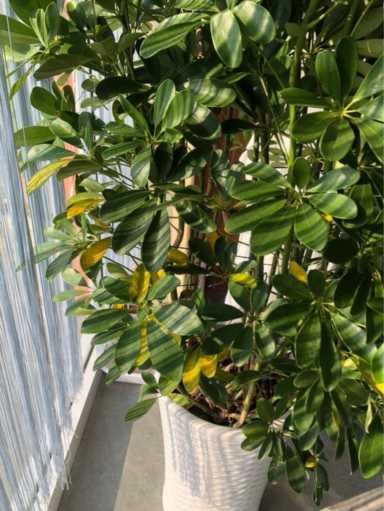 做养绿植行业赚钱吗-（今年干啥生意挣钱）