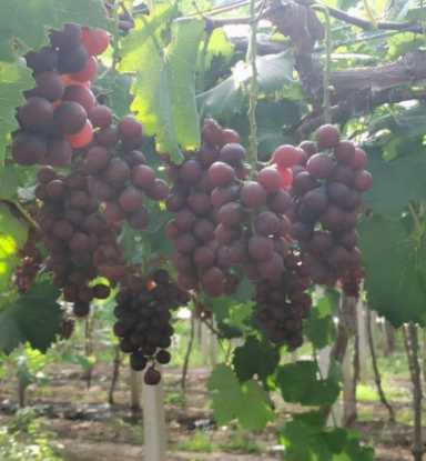 100种水果名字(100种水果名字和图片)