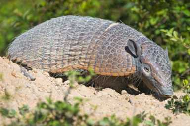 鸟的种类（墨西哥鸟的种类）