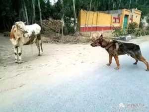 白金汉宫边牧(白金汉宫边牧犬舍官网)