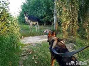 白金汉宫边牧(白金汉宫边牧犬舍官网)