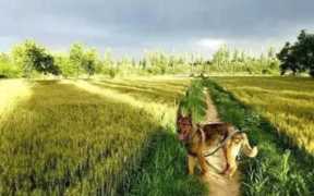 白金汉宫边牧(白金汉宫边牧犬舍官网)