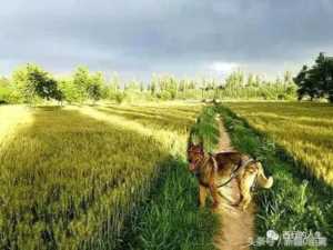 白金汉宫边牧(白金汉宫边牧犬舍官网)