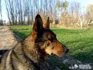 白金汉宫边牧(白金汉宫边牧犬舍官网)