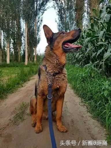 白金汉宫边牧(白金汉宫边牧犬舍官网)