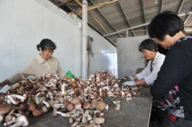 目前室内最赚钱的种植(农村什么种植业最挣钱)插图3 目前室内最赚钱的种植(农村什么种植业最挣钱)