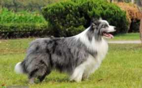 陨石边境牧羊犬价格(陨石边境牧羊犬价格多少钱一只)
